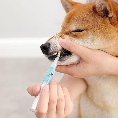 Pet teeth repairing kit being used on a dog for dental care.