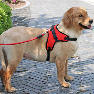 Medium dog wearing a red nylon harness with leash attachment for smooth breathing and safety.