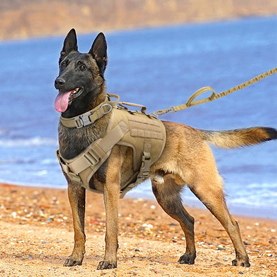 Tactical K9 chest harness vest on dog at beach.