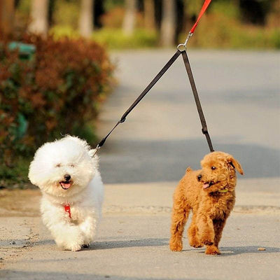 Double twin lead pet walking leash in use with two small dogs on a walk.