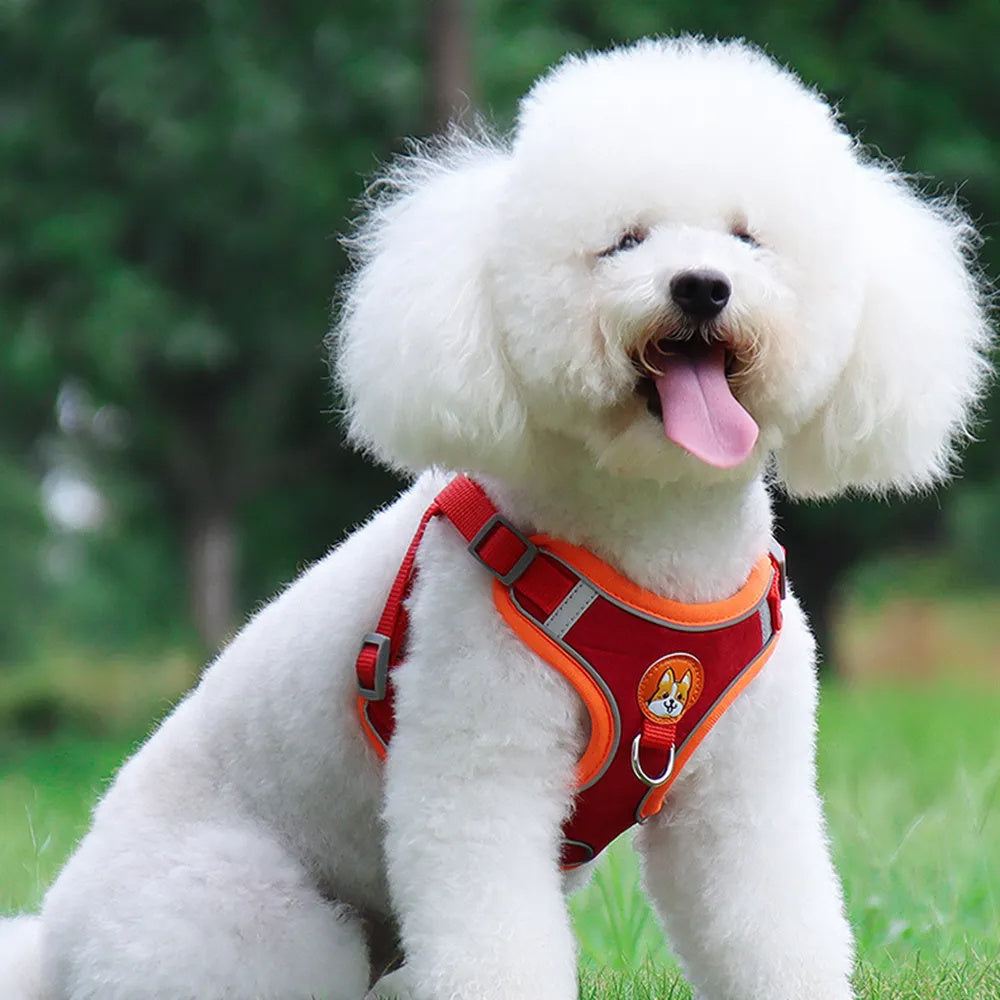 White poodle wearing an orange adjustable cat harness vest.