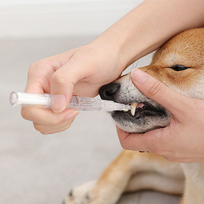 Pet Teeth Repairing Kit being applied to dog's teeth for dental care.