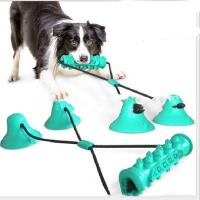 Dog playing with a suction cup molar chewing toy for dental health and interaction.